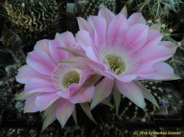 Echinopsis Hybride 015